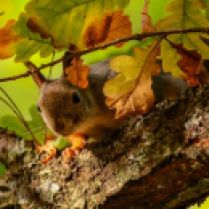 4236719-curious-squirrel-wallpapers