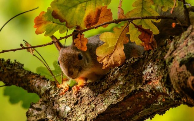 4236719-curious-squirrel-wallpapers
