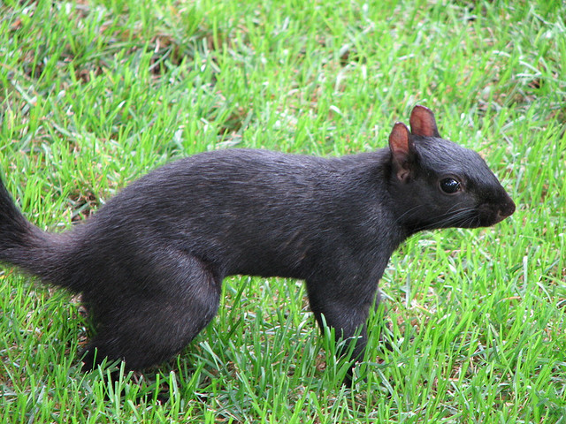 black squirrel 13