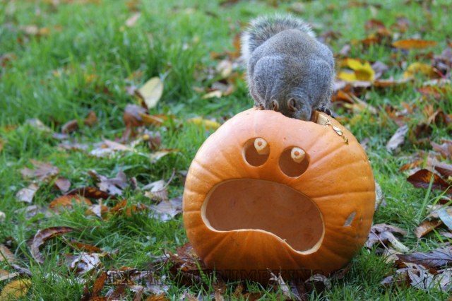 the-squirrel-eating-a-pumpkin-3
